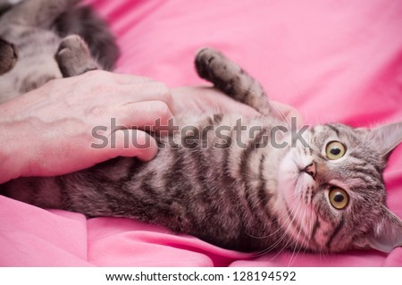 Human hand pets a Scottish-straight gray beautiful cat