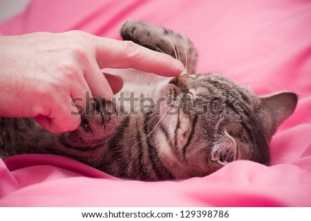 Human hand pets a Scottish-straight gray beautiful cat