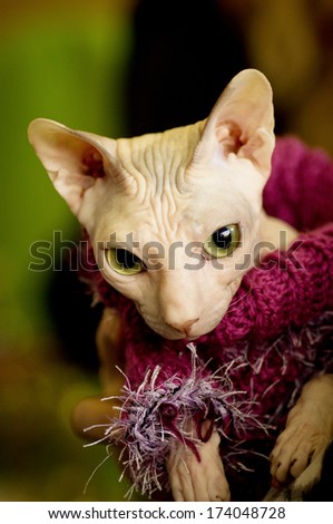 Canadian Sphynx cat portrait