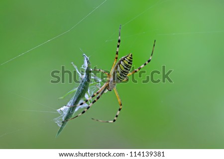 spider catching the locust in the wild