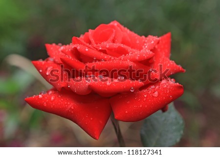 close up of chinese rose, red, very pretty, can do green plants, can be potted, taken photo in Luannan County, Hebei Province, china.