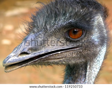 a kind of animal named emu