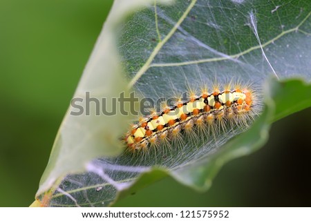 a caterpillar crawling on the plant stem, take photos in the natural wild state, Luannan County, Hebei Province, China.