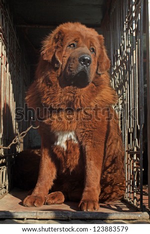 closeup of tibetan mastiff, north china