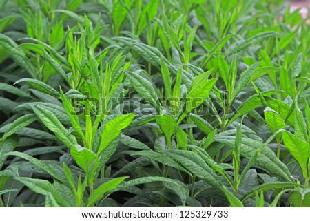 closeup of phlox seedlings, a green, very pretty, can do green plants, can be potted, taken photo in Luannan County, Hebei Province, china.