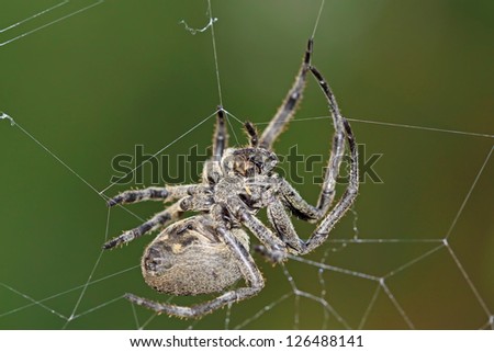 spider waiting online in the wild, closeup of pictures