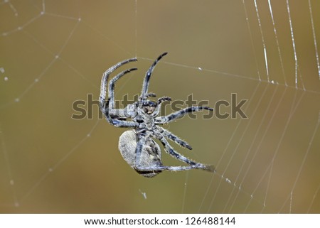 spider waiting online in the wild, closeup of pictures