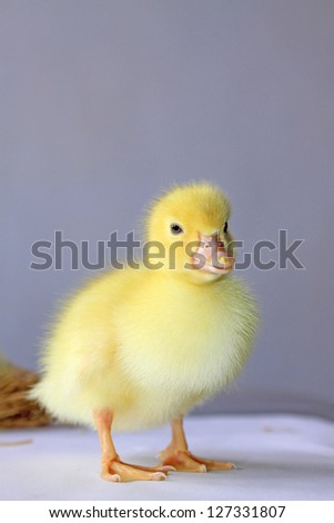 close up of ducklings, taken photos in the indoor lighting conditions, Luannan County, Hebei Province, China.