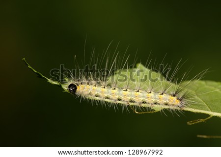 a caterpillar crawling on the plant stem, take photos in the natural wild state