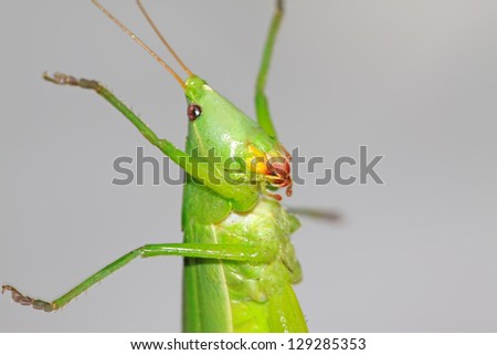 closeup of insects on a pure color background