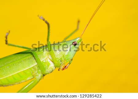 closeup of insects on a pure color background