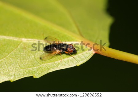 a kind of muscidae insects on a green leaf, in the natural wild state, Luannan County, Hebei Province, China.