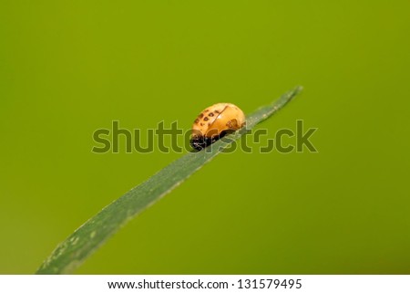 closeup of lady beetles bug pupa on a green leaf