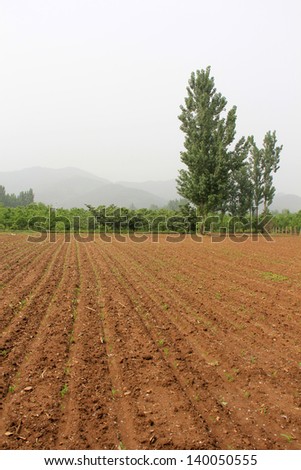 plant and trees in the field, north china