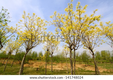 green elm leaves in the blue sky, in the wild, north china
