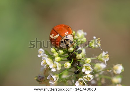 a kind of lady beetles on green leaf in the wild, north china