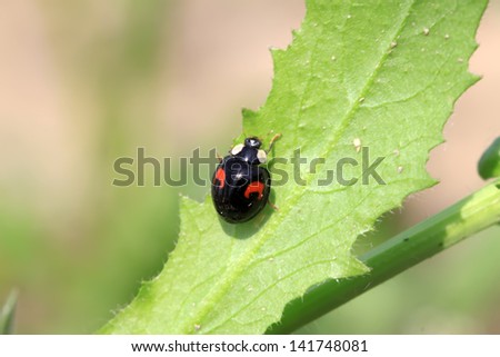 a kind of lady beetles on green leaf in the wild, north china