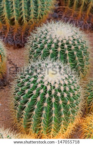 cactus plants in a garden north china