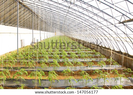 tomato Seedling in a green house on a farm, north china