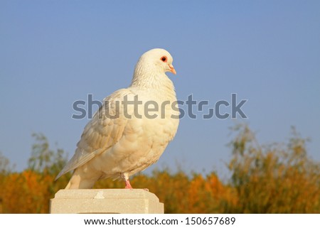 white pigeons in a stone building in the outdoors, north china