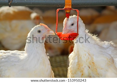 Two Chickens Are Drinking Water, In A Chicken Farm, North China