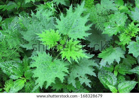 green leaves of plants in Zhangjiajie National Geological Park, Hunan, China