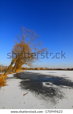 withered tree landscape in the snow, in a water park, North China