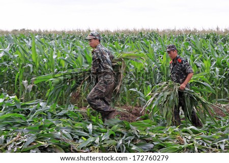 Luannan, August 4:Chinese armed police soldiers cleaning crops control flood on August 4, 2012, Luannan, Hebei, China.