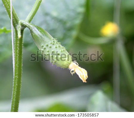Fresh cucumber in the plant, in a garden, china