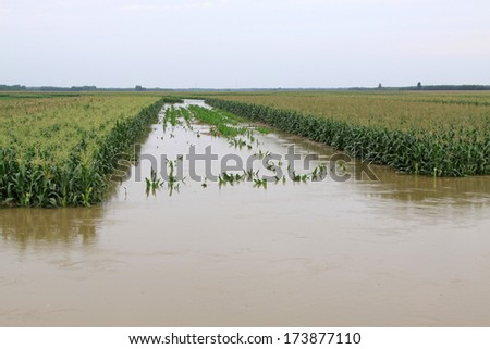Luannan, August 2: Corn planting in the flood waters on August 2, 2012, Luannan, Hebei, China.