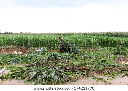 LUANNAN, CHINA - AUG 4: Chinese armed police soldiers cleaning crops control flood on August 4, 2012, Luannan, Hebei, China.
