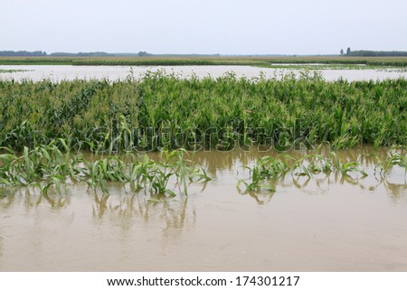Luannan, August 2: Corn planting in the flood waters on August 2, 2012, Luannan, Hebei, China.