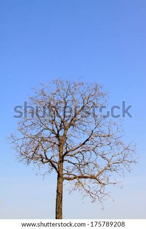 crown of a tree under the blue sky