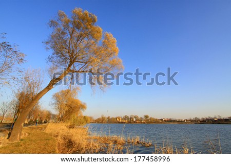 withered tree under the blue sky, by the river