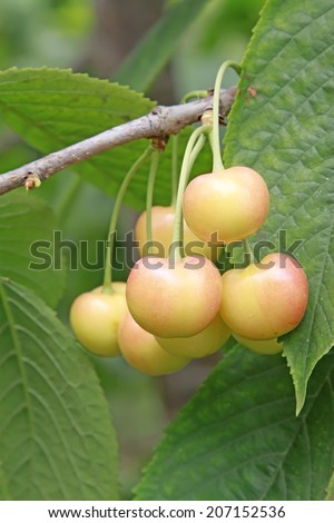 Mature large American cherry in an orchard, closeup of photo