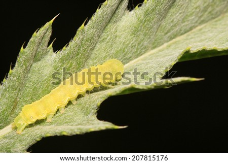Clanis bilineata walker larva on green leaf in the wild