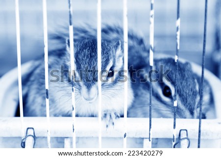 squirrel in the cage for sale, in a small animal market, north china