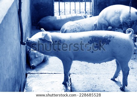 lean hogs in a pig farms, closeup of photo