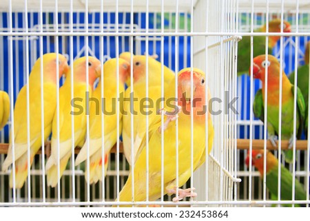 yellow parrot in a cage on the market, closeup of photo