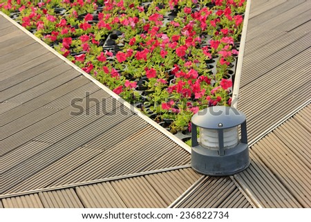 Beautiful flowers and lighting tool in a park, closeup of photo