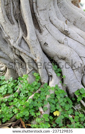 Entangling roots together, closeup of photo