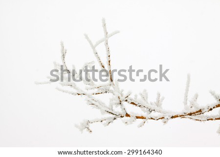 tree branches in the frost and snow, closeup of photo