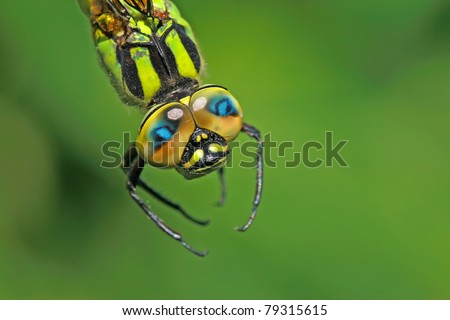 close up of dragonfly, take photos in the natural wild state, China.
