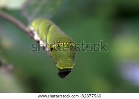 a kind of insects larvae named papilionidae