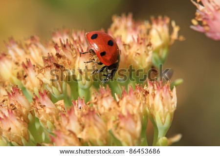 a kind of insects named ladybug