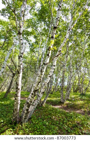 closeup of white birch forest landscape in chengde SaiHanBa, in China