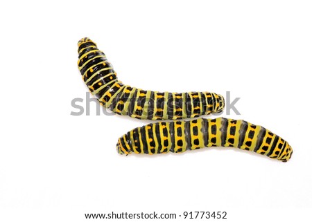 festoon butterfly a black swallowtail larva on find sim