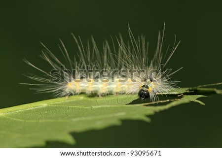 a caterpillar crawling on the plant stem, take photos in the natural wild state