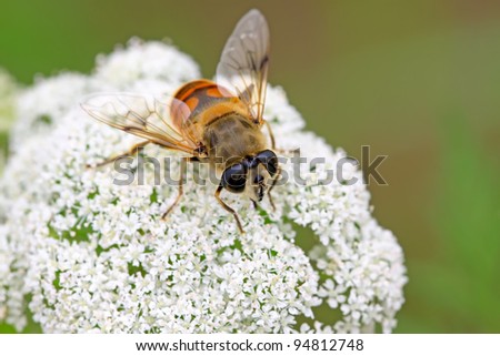 diptera syrphidae insects on the flowers, take photos in the natural wild state, Luannan County, Hebei Province, China.