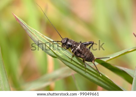 a kind of orthoptera insects named crickets on green grass